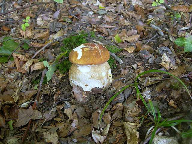Le  meraviglie della foresta